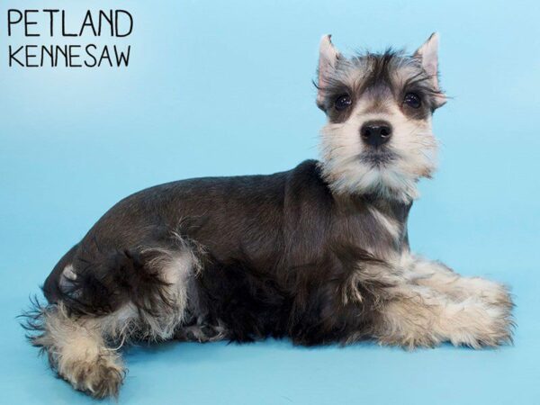 Miniature Schnauzer DOG Male BLK SILVER 26275 Petland Kennesaw, Georgia