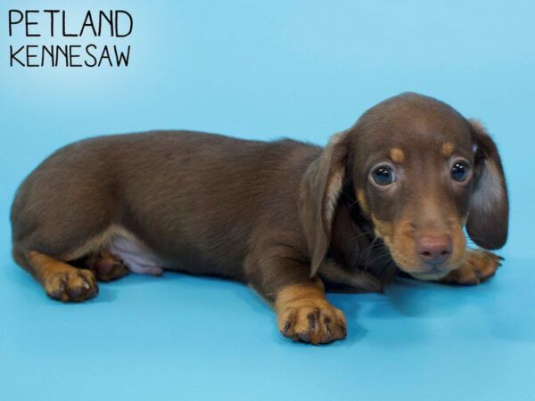 Dachshund-DOG-Male-CHOC TAN-26304-Petland Kennesaw, Georgia