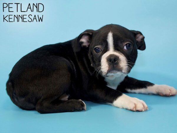 Boston Terrier DOG Male BLK WH 26302 Petland Kennesaw, Georgia