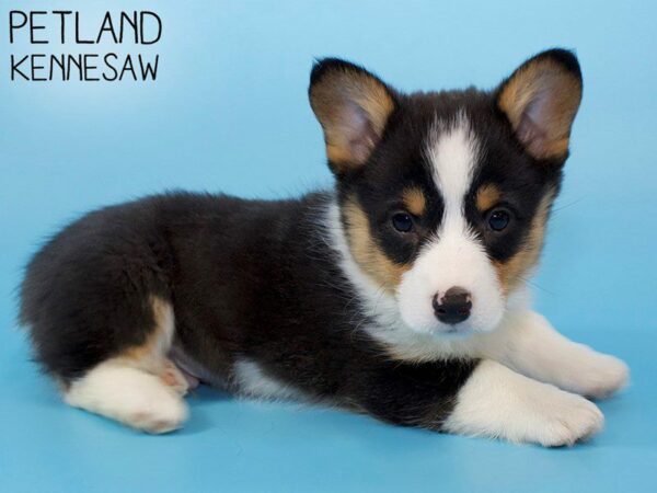 Pembroke Welsh Corgi-DOG-Male-TRI-26298-Petland Kennesaw, Georgia