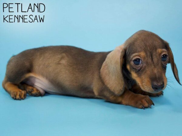 Dachshund-DOG-Male-black tan-26296-Petland Kennesaw, Georgia