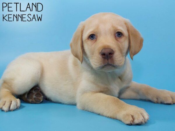 Labrador Retriever DOG Male Yellow 26323 Petland Kennesaw, Georgia