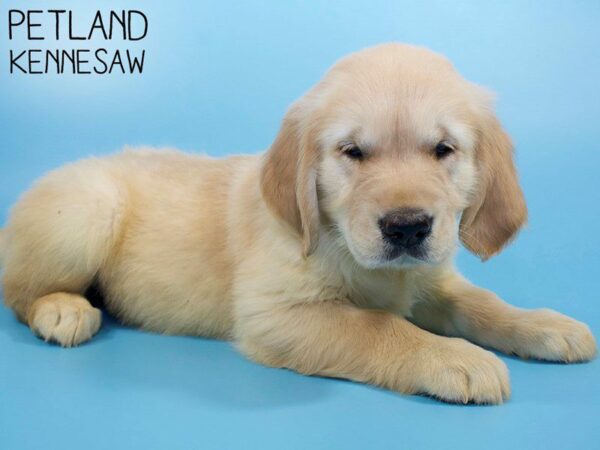 Golden Retriever DOG Male LIGHT GOLDEN 26340 Petland Kennesaw, Georgia