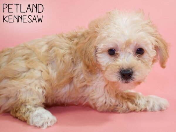 Bichonpoo-DOG-Female-Cream-26339-Petland Kennesaw, Georgia