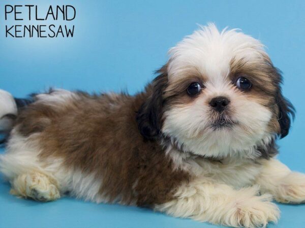 Shih Tzu DOG Male Gold / White 26374 Petland Kennesaw, Georgia