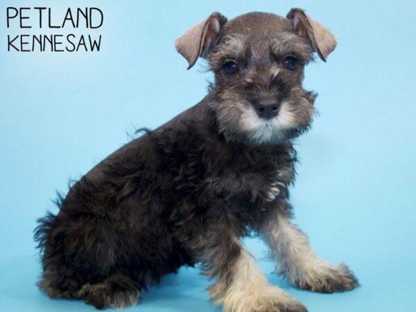 Miniature Schnauzer DOG Male Black / Silver 26373 Petland Kennesaw, Georgia