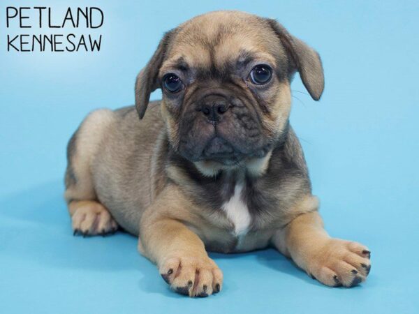 French Bulldog DOG Male Fawn 26370 Petland Kennesaw, Georgia