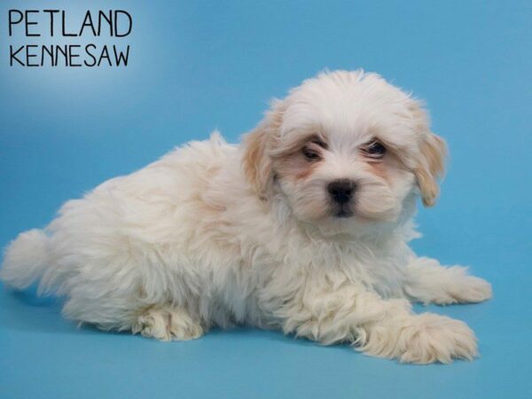 Shihpoo-DOG-Male-BLK WH-26358-Petland Kennesaw, Georgia