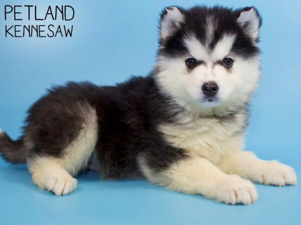 Pomsky-DOG-Male-Black & White-26355-Petland Kennesaw, Georgia