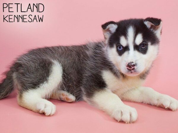 Pomsky DOG Female Black & White 26351 Petland Kennesaw, Georgia