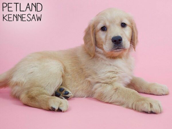 Golden Retriever DOG Female Gold 26382 Petland Kennesaw, Georgia