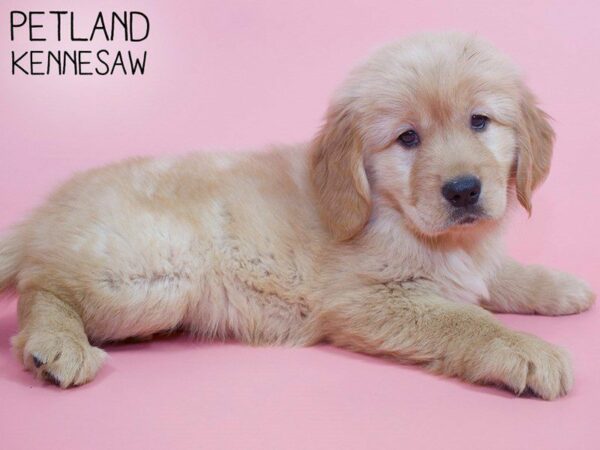 Golden Retriever DOG Female Gold 26379 Petland Kennesaw, Georgia