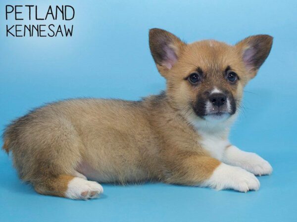 Pembroke Welsh Corgi-DOG-Male-Sable / White-26441-Petland Kennesaw, Georgia