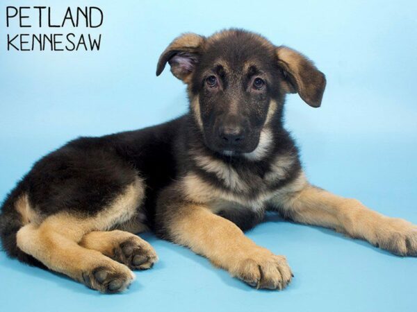 German Shepherd Dog-DOG-Male-Black / Tan-26437-Petland Kennesaw, Georgia