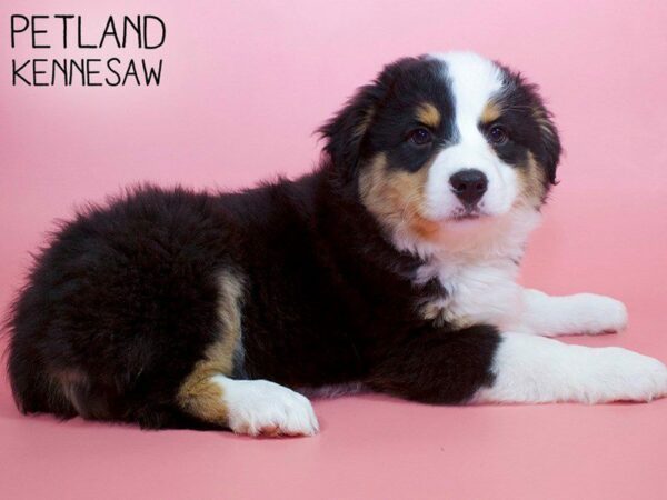 Australian Shepherd-DOG-Female-Tri-26423-Petland Kennesaw, Georgia