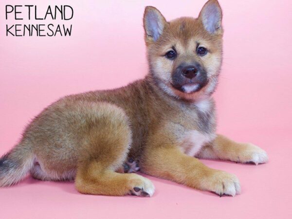 Shiba Inu-DOG-Female-Red Sesame-26422-Petland Kennesaw, Georgia