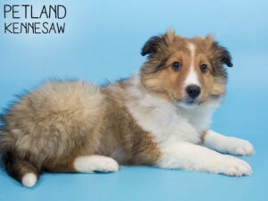 Shetland Sheepdog-DOG-Male-Sable / White-26417-Petland Kennesaw, Georgia
