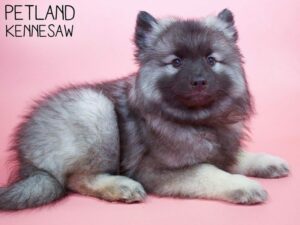 Keeshond-DOG-Female-Black / Silver-26414-Petland Kennesaw, Georgia