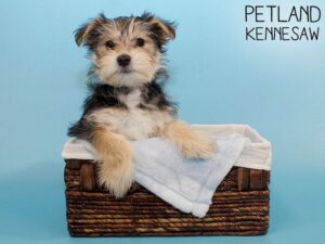 Morkie-DOG-Male-Black / Tan-26464-Petland Kennesaw, Georgia