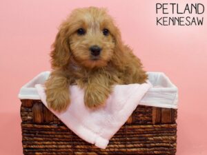 Miniature Goldendoodle-DOG-Female-Red-26448-Petland Kennesaw, Georgia