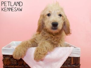 Miniature Goldendoodle-DOG-Female-Golden-26446-Petland Kennesaw, Georgia