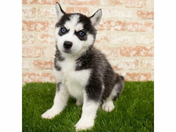 Siberian Husky-DOG-Male-Black / White-26501-Petland Kennesaw, Georgia