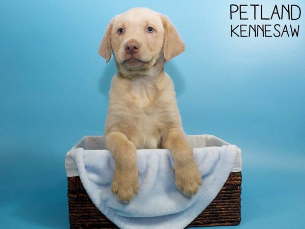 Labrador Retriever DOG Male Yellow 26500 Petland Kennesaw, Georgia