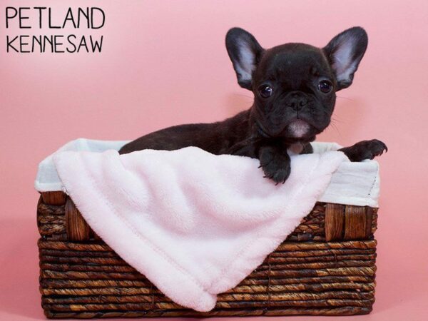 French Bulldog DOG Female Black 26493 Petland Kennesaw, Georgia