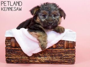 Morkie-DOG-Female-Black / Tan-26486-Petland Kennesaw, Georgia