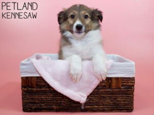 Shetland Sheepdog-DOG-Female-Sable / White-26516-Petland Kennesaw, Georgia