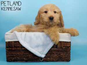 Miniature Goldendoodle-DOG-Male-Golden-26507-Petland Kennesaw, Georgia