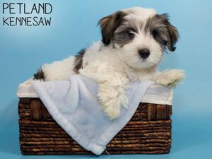 Morkie-DOG-Male-Brown / White-26502-Petland Kennesaw, Georgia