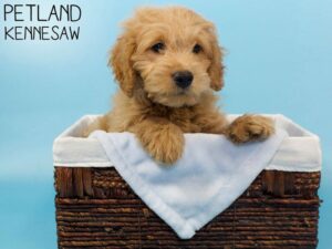 Miniature Goldendoodle-DOG-Male-Golden-26533-Petland Kennesaw, Georgia