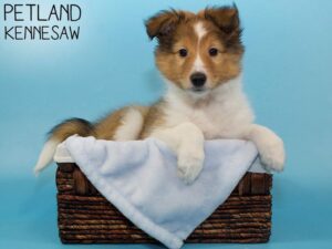 Shetland Sheepdog-DOG-Male-Sable / White-26525-Petland Kennesaw, Georgia