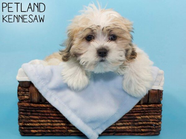 Teddy Bear DOG Male Gold / White 26521 Petland Kennesaw, Georgia