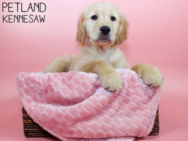 Golden Retriever DOG Female Golden 26556 Petland Kennesaw, Georgia