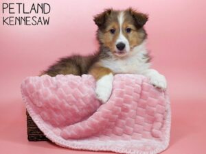 Shetland Sheepdog-DOG-Female-Sable / White-26552-Petland Kennesaw, Georgia