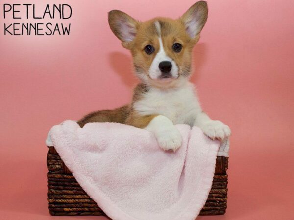 Pembroke Welsh Corgi-DOG-Female-Sable / White-26572-Petland Kennesaw, Georgia