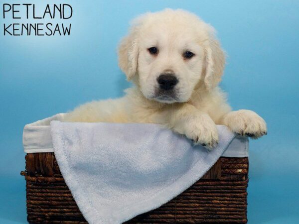 Golden Retriever DOG Male Light Golden 26567 Petland Kennesaw, Georgia