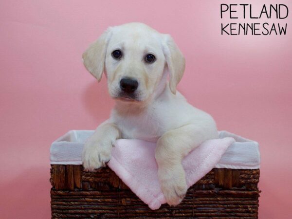 Labrador Retriever-DOG-Female-Yellow-26605-Petland Kennesaw, Georgia