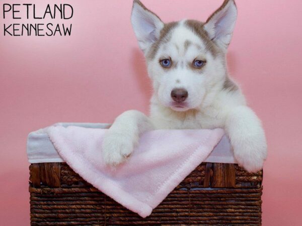 Siberian Husky-DOG-Female-Red / White-26602-Petland Kennesaw, Georgia