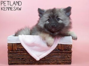 Keeshond-DOG-Female-Silver Sable-26598-Petland Kennesaw, Georgia