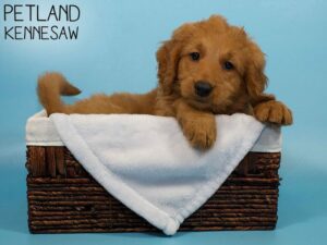 Miniature Goldendoodle-DOG-Male-Red-26592-Petland Kennesaw, Georgia