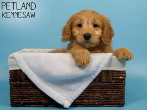 Miniature Goldendoodle-DOG-Male-Golden-26590-Petland Kennesaw, Georgia