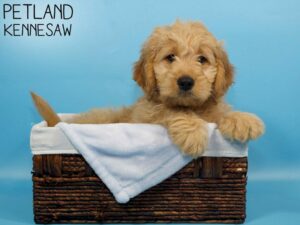 Miniature Goldendoodle-DOG-Male-Golden-26626-Petland Kennesaw, Georgia