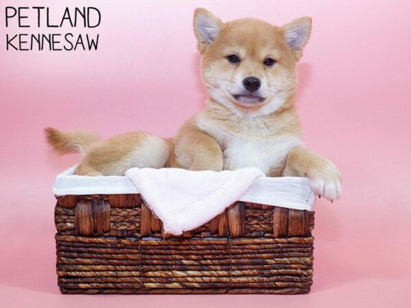 Shiba Inu-DOG-Female-Red-26677-Petland Kennesaw, Georgia