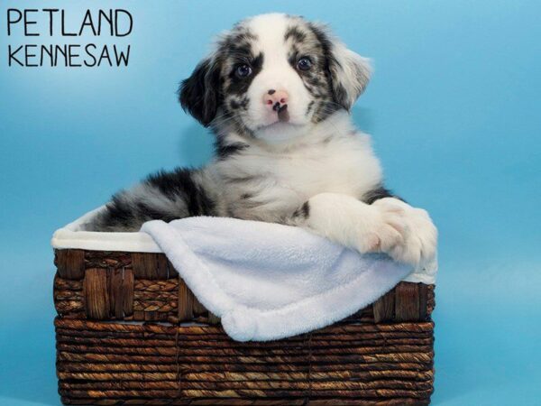 Miniature Australian Shepherd-DOG-Male-Blue Merle-26673-Petland Kennesaw, Georgia