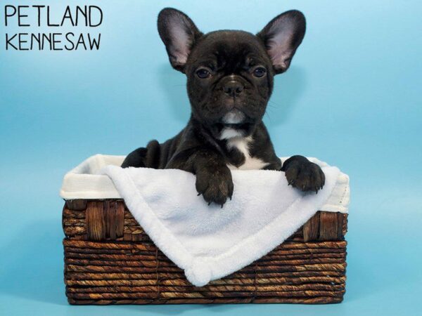 French Bulldog DOG Male Brindle 26667 Petland Kennesaw, Georgia