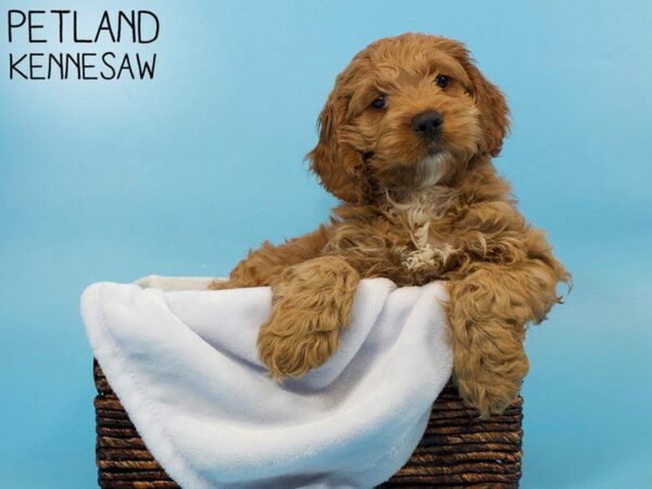 Cockapoo DOG Male Apricot 26702 Petland Kennesaw, Georgia