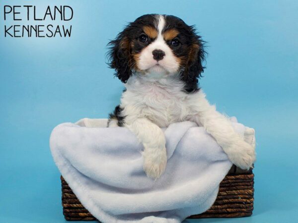 Cavalier King Charles Spaniel-DOG-Male-Tri-Colored-26701-Petland Kennesaw, Georgia